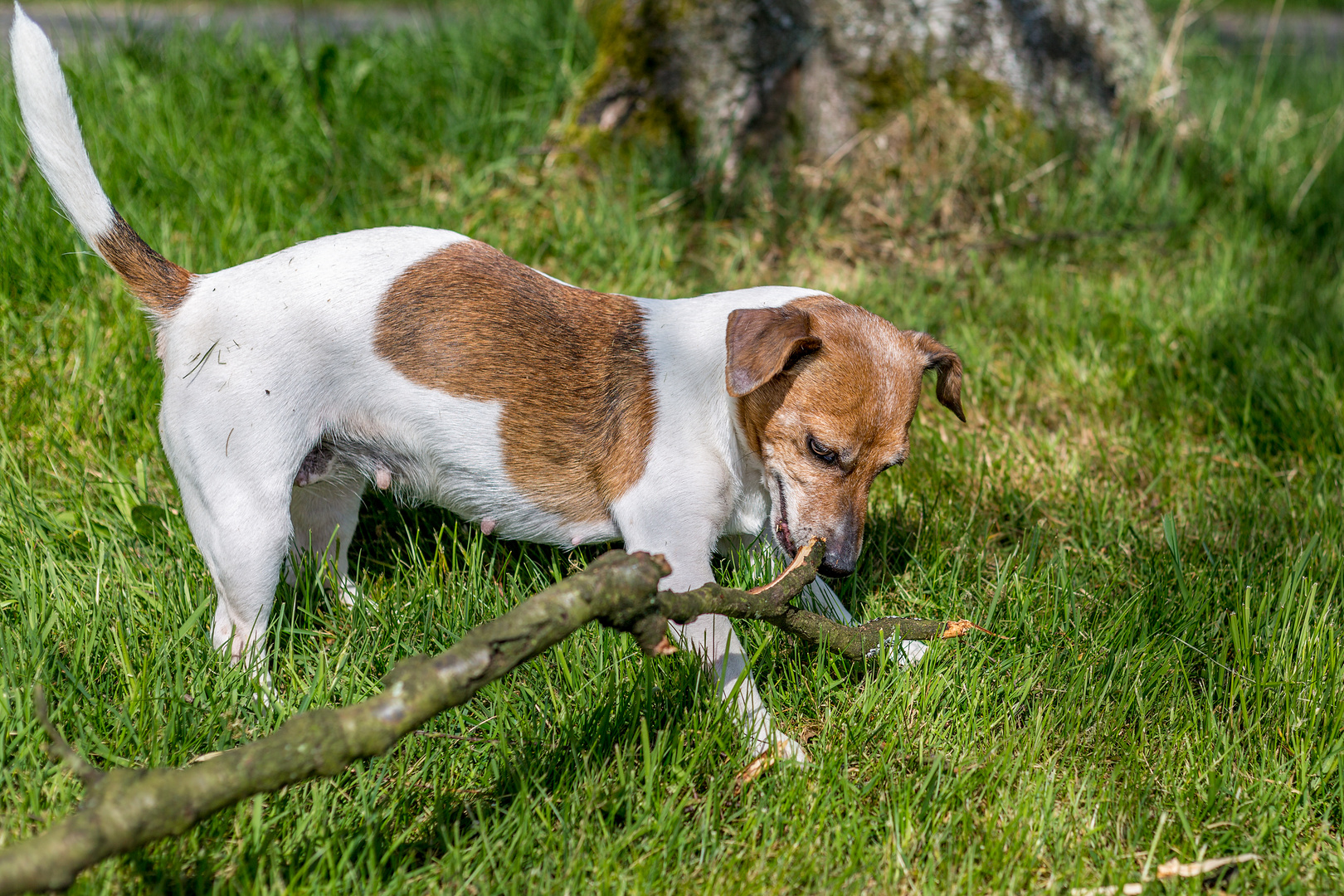 Hund spielt mit Stöckchen