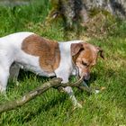 Hund spielt mit Stöckchen