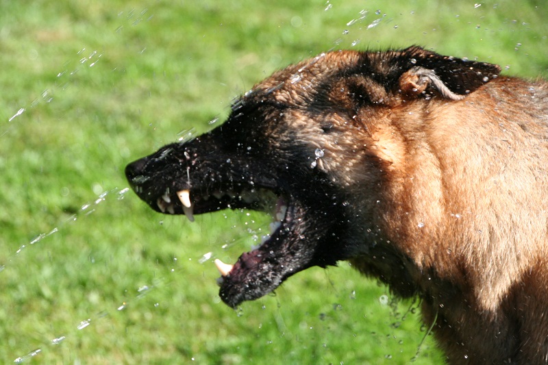 Hund spielt mit Wasser Foto & Bild tiere, haustiere, natur Bilder auf