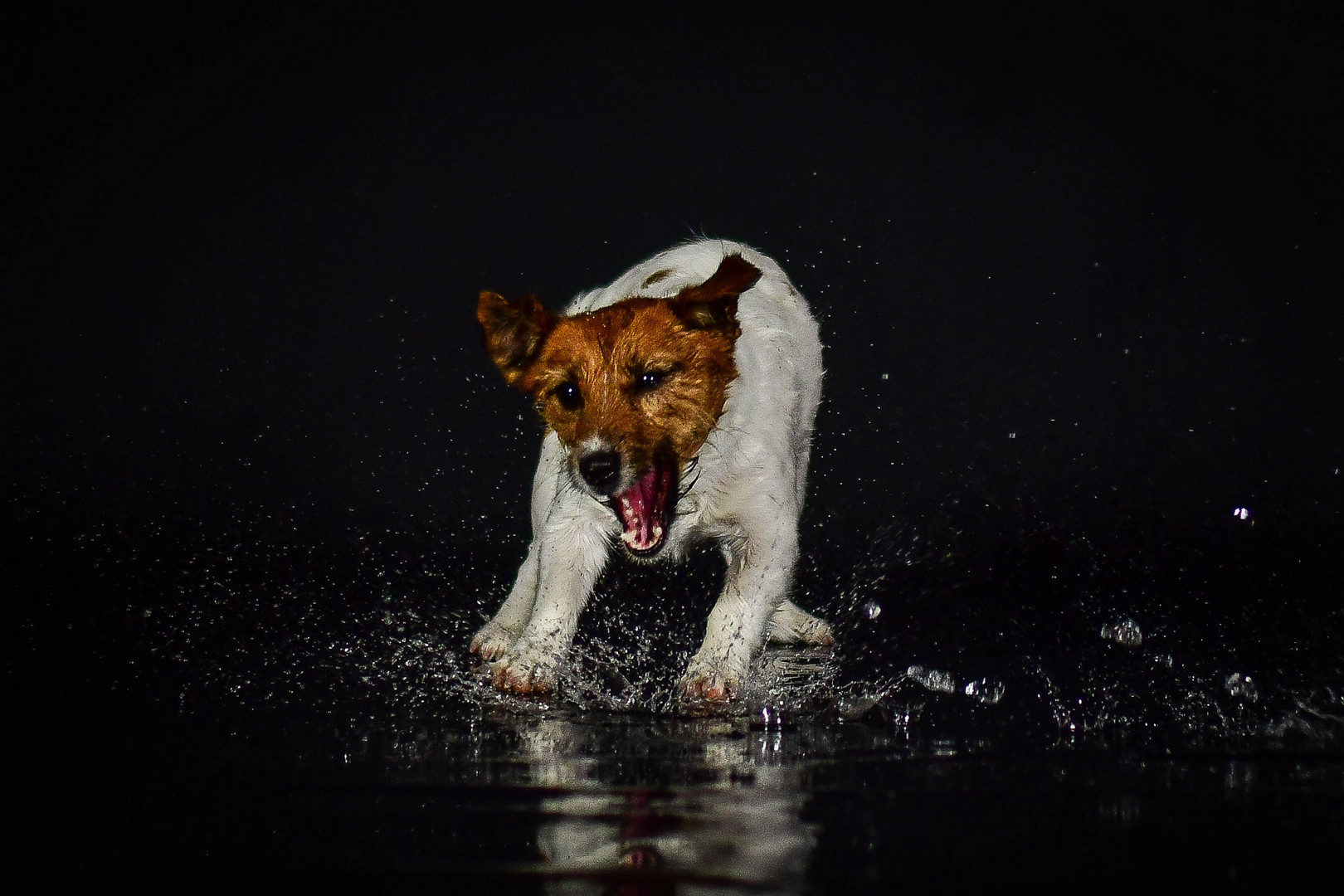 Partnersuche mit hund schweiz