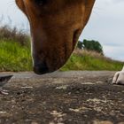 Hund & Spitzmaus- Begegnung  2016