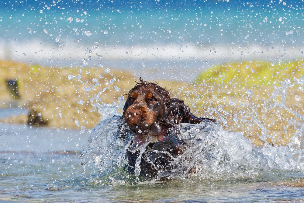 Hund springt ins Wasser Foto & Bild tiere, haustiere, hunde Bilder