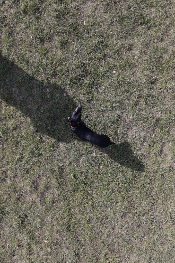 Hund steht, den Kopf nach rechts gedreht da so rum.