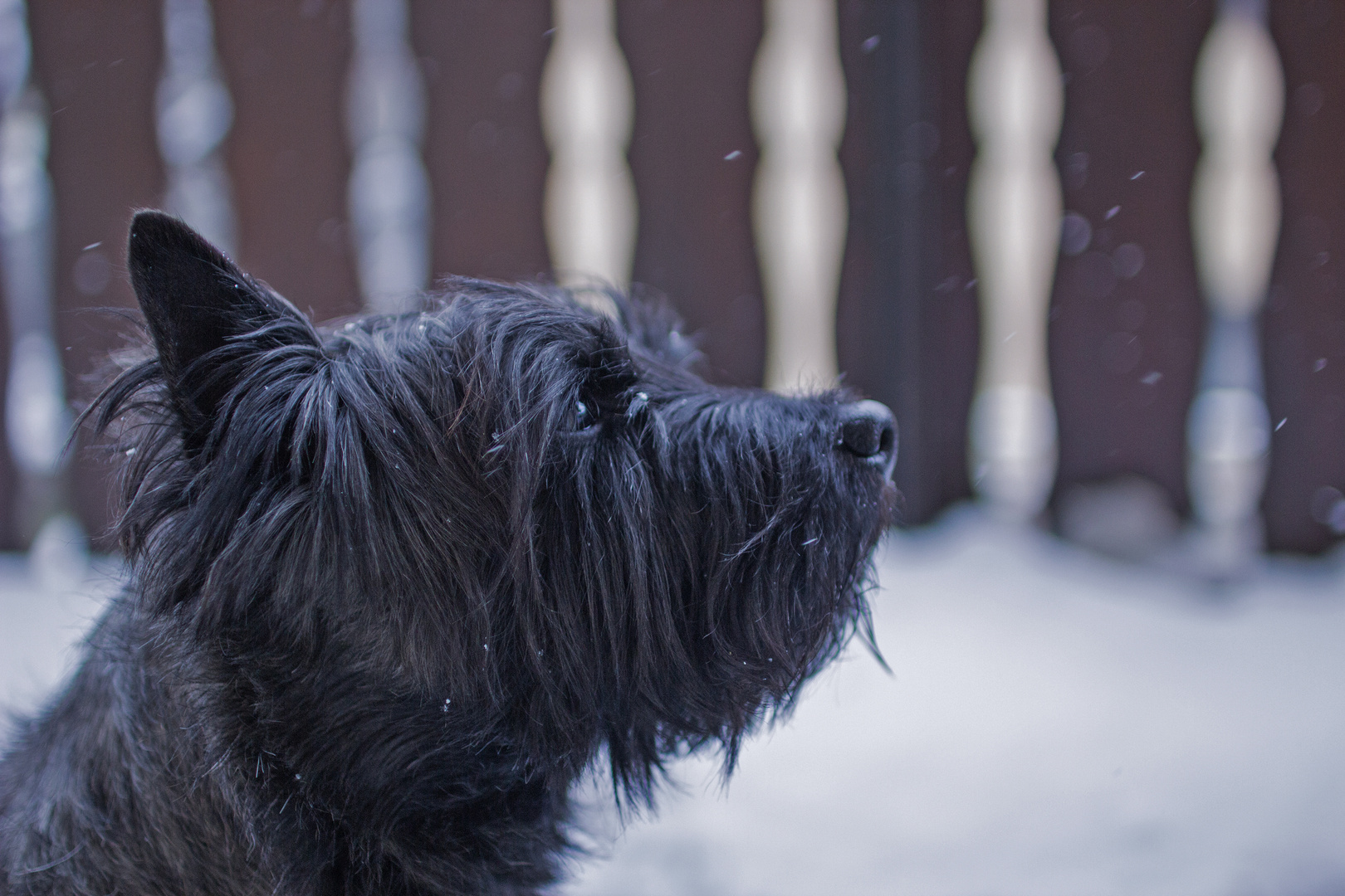 Hund steht im Wind