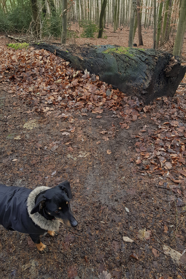 Hund steht, kein Wässerchen trübend, bei Fuß. Foto &amp; Bild wald