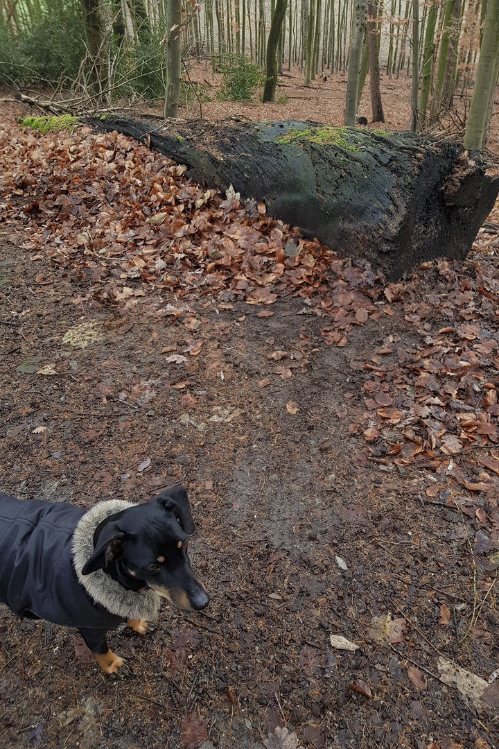 Hund steht, kein Wässerchen trübend, bei Fuß.