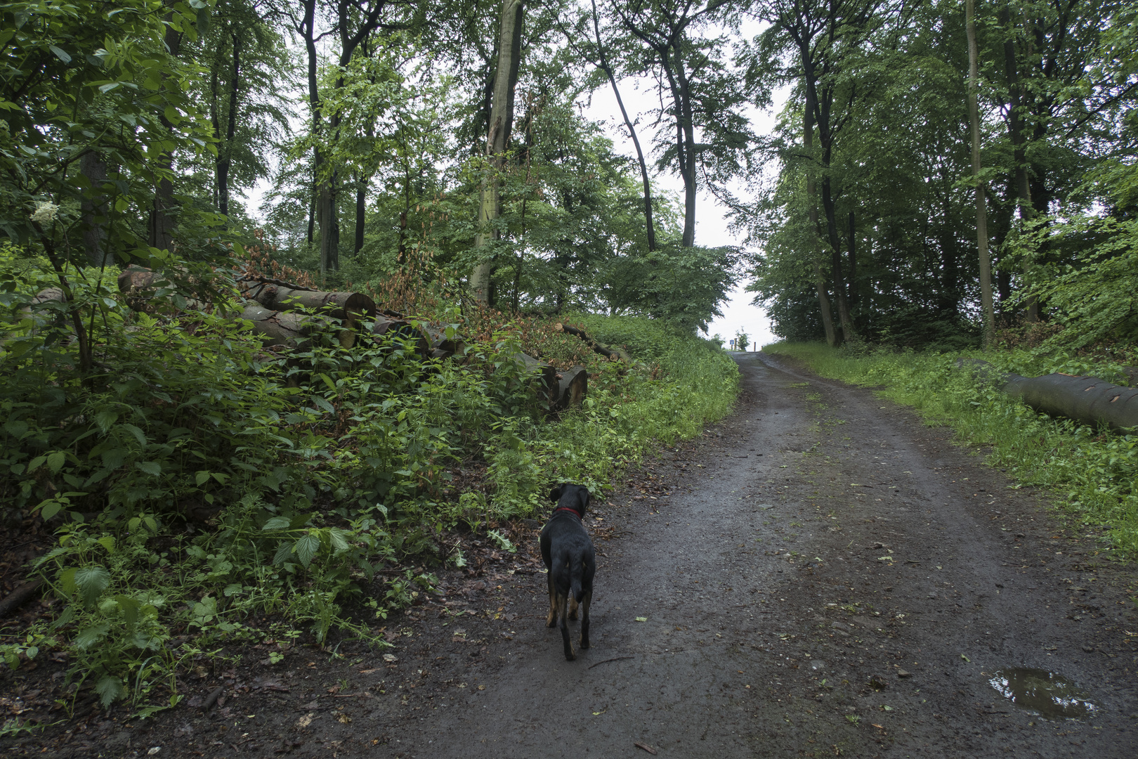 Hund steht links von kleiner Pfütze, die unbeteiligt scheint aber beweist, dass ich auch Regen kann!