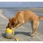 Hund.............. Strandgut