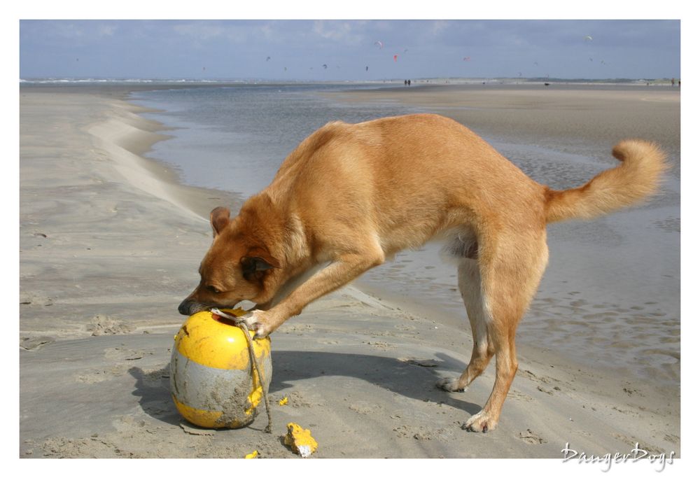 Hund.............. Strandgut