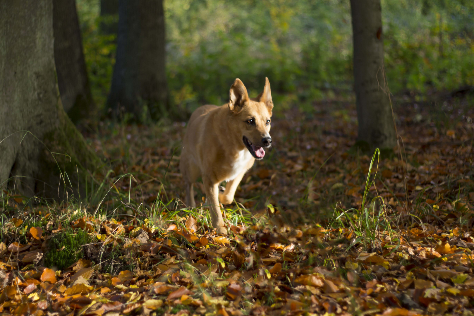 Hund streift durch den Wald