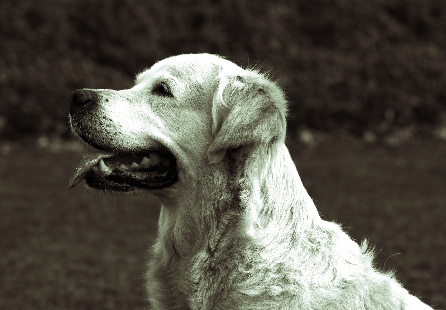 Hund s/w Golden Retriever