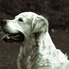 Hund s/w Golden Retriever