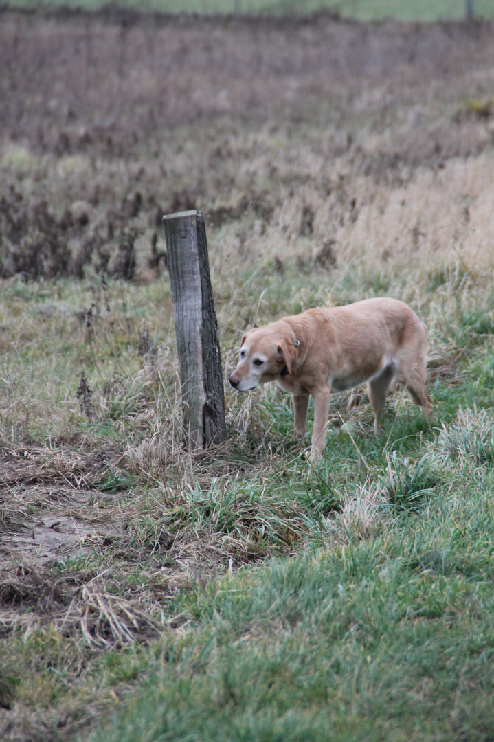 Hund Teil 2