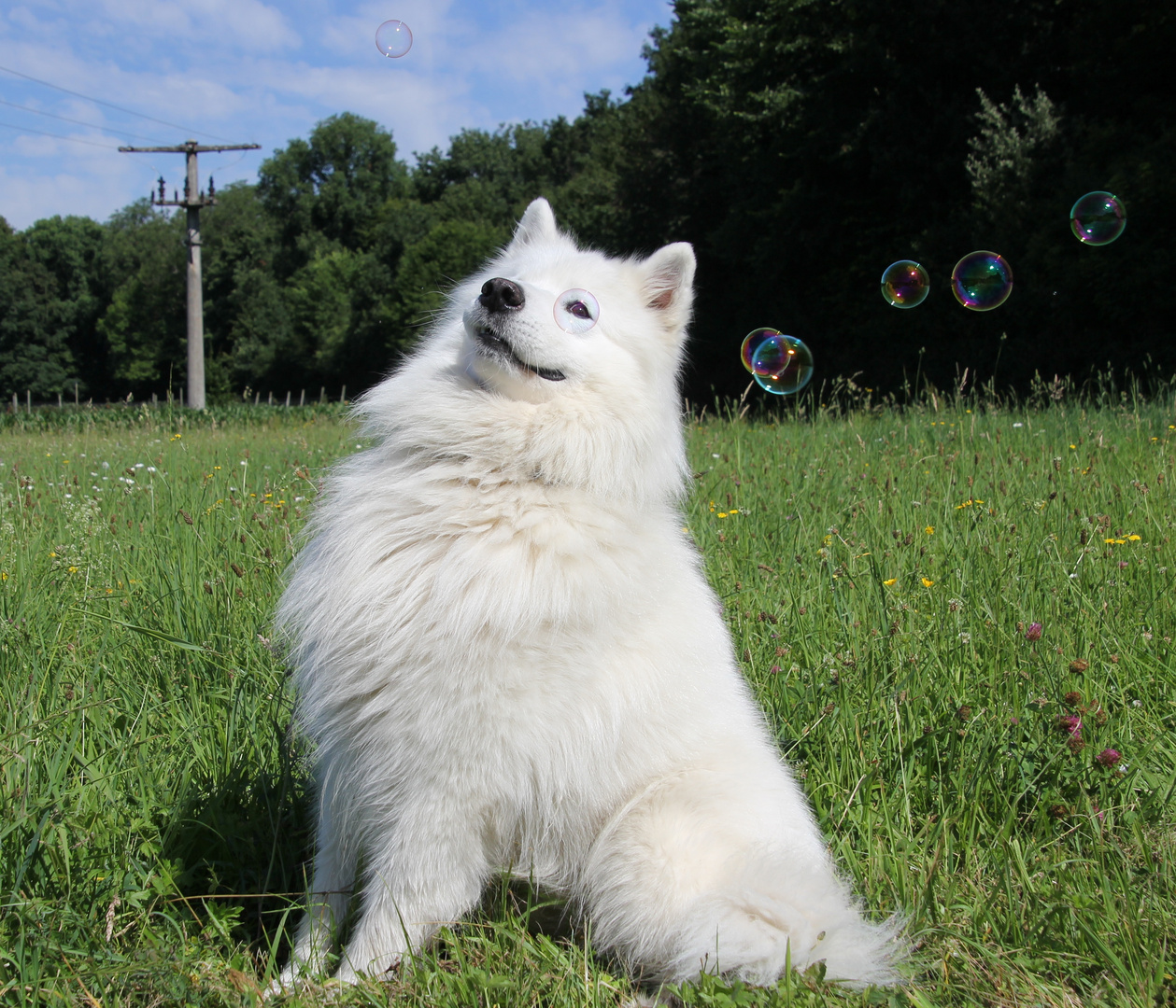 Hund trägt heute ein Monokel;-)