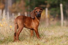 Hund trägt Ohr diesen Herbst :-)