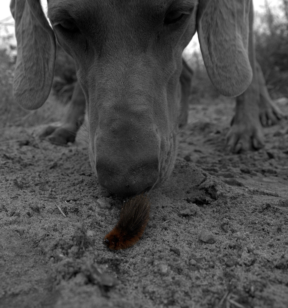 Hund trifft Raupe