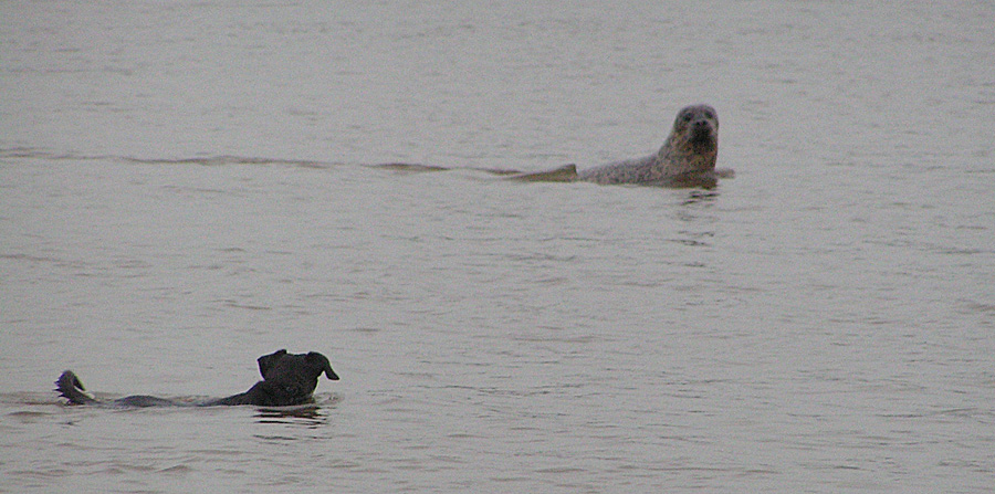 Hund trifft Seehund