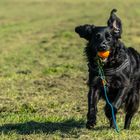 Hund und ball