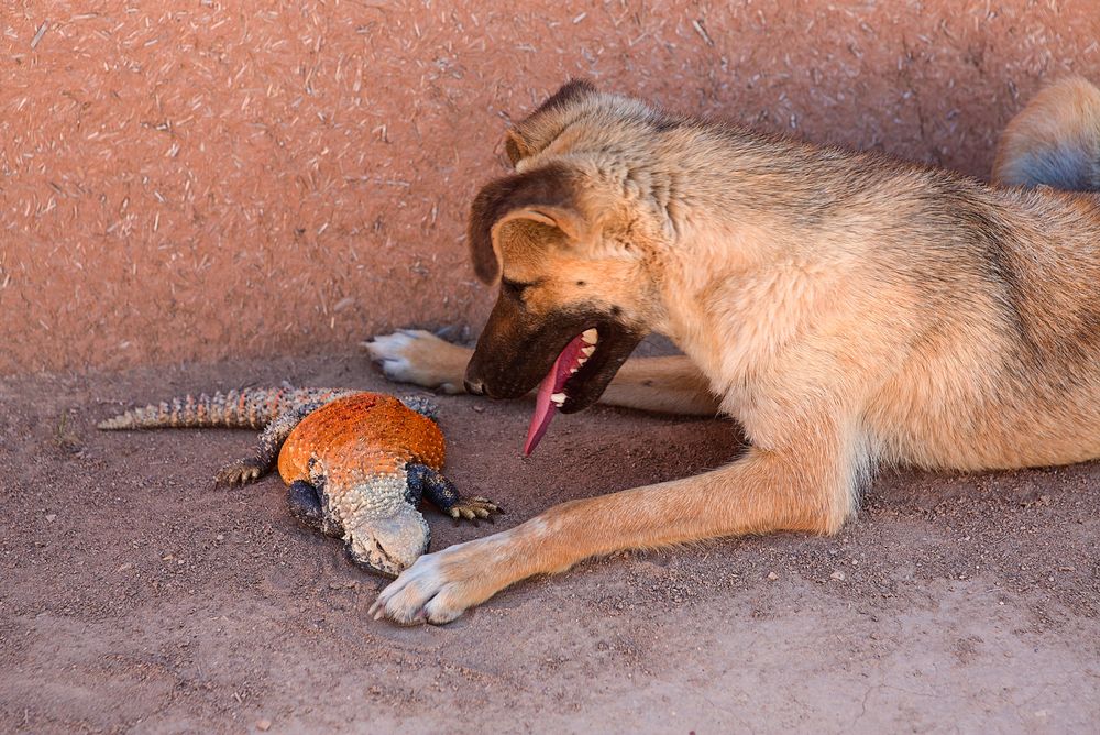 Hund und Echse...