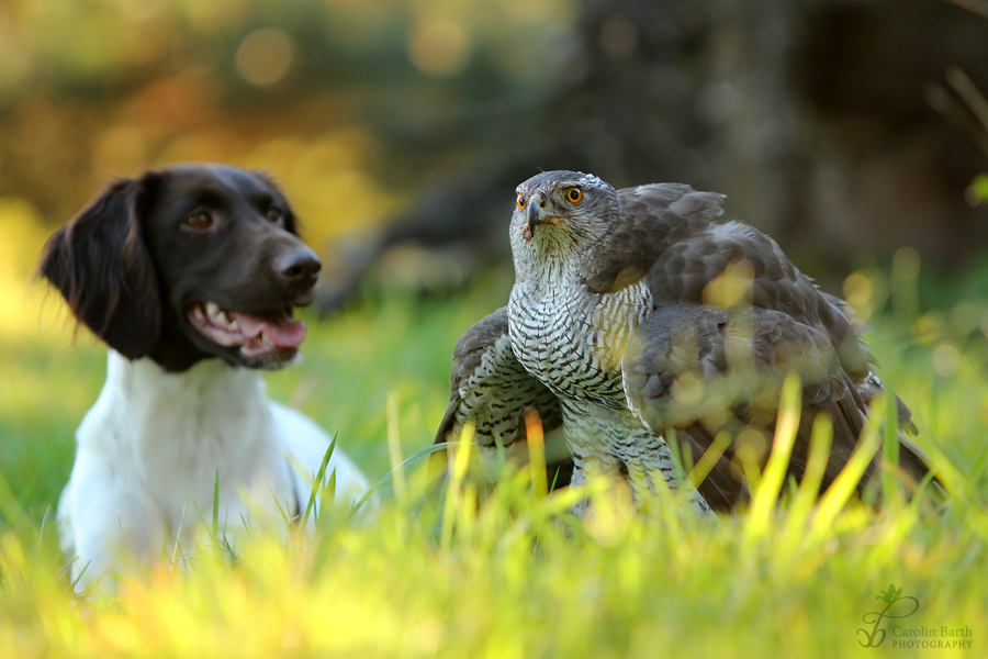 Hund und Habicht...