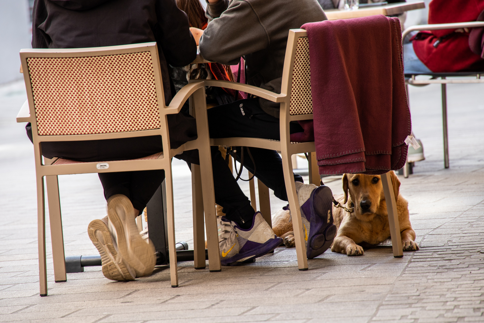 Hund und Herr