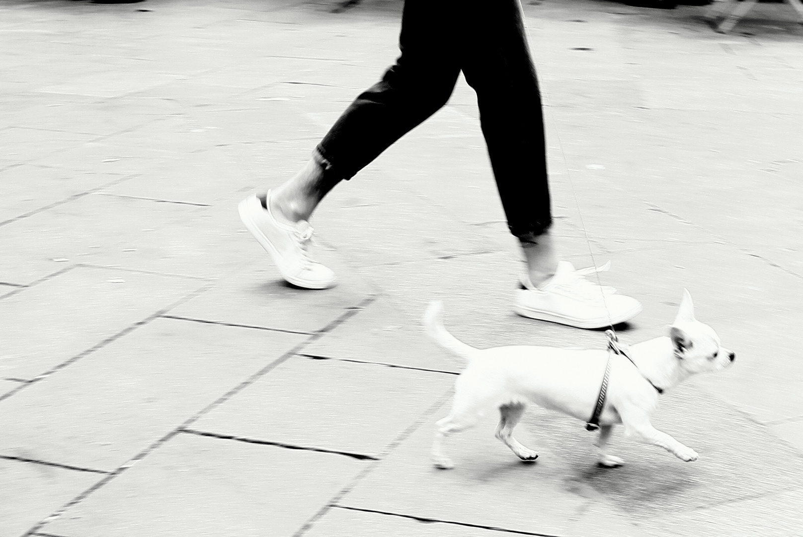 Hund und Herrchen, schwarz und weiss