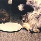 Hund und Igel 1970