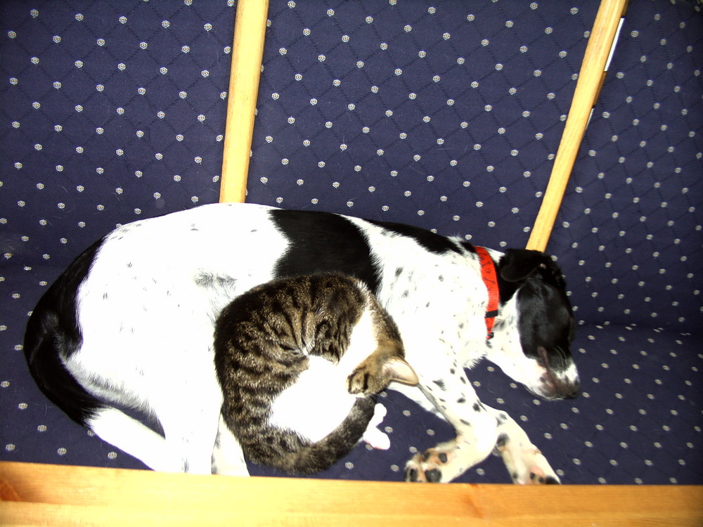 hund und kater