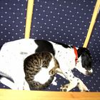 hund und kater