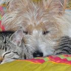 Hund und Kater 