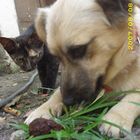 Hund und Katz