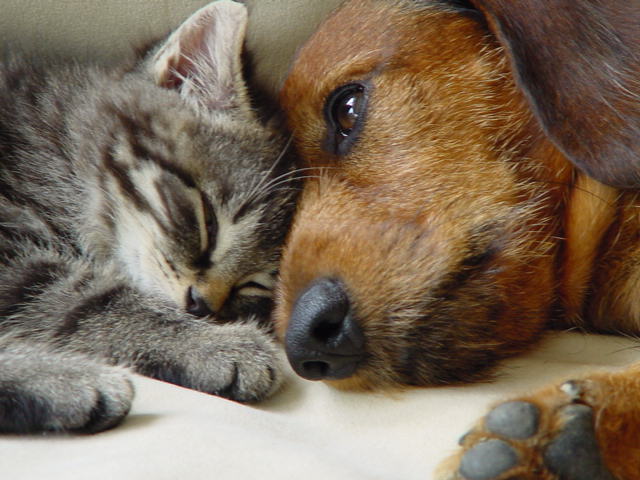 Hund und Katz Foto &amp; Bild tiere, tierfreundschaften, natur Bilder auf