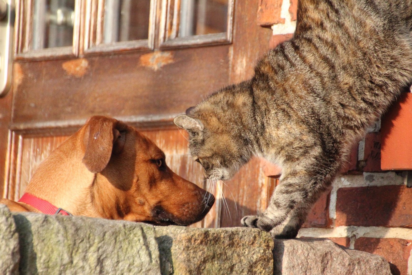 Hund und Katz