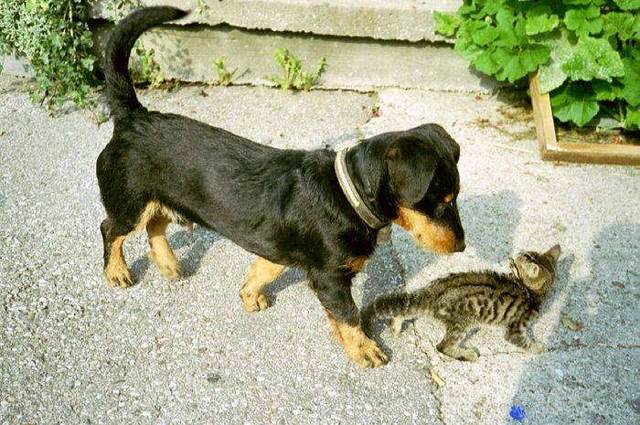 Hund und Katz