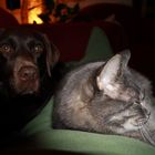 Hund und Katz