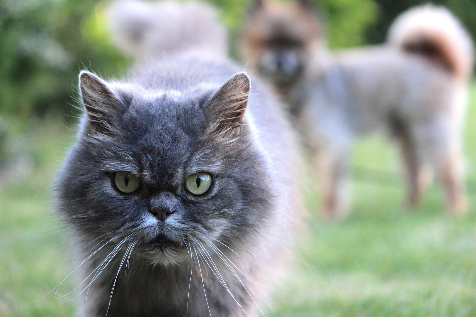 Hund und Katz