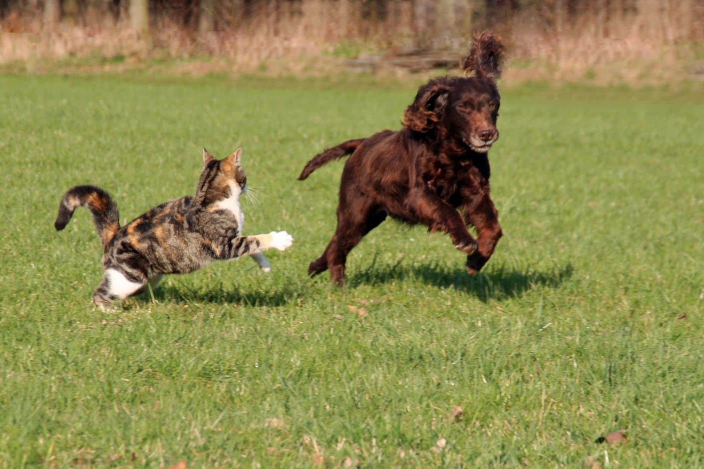 Hund und Katz