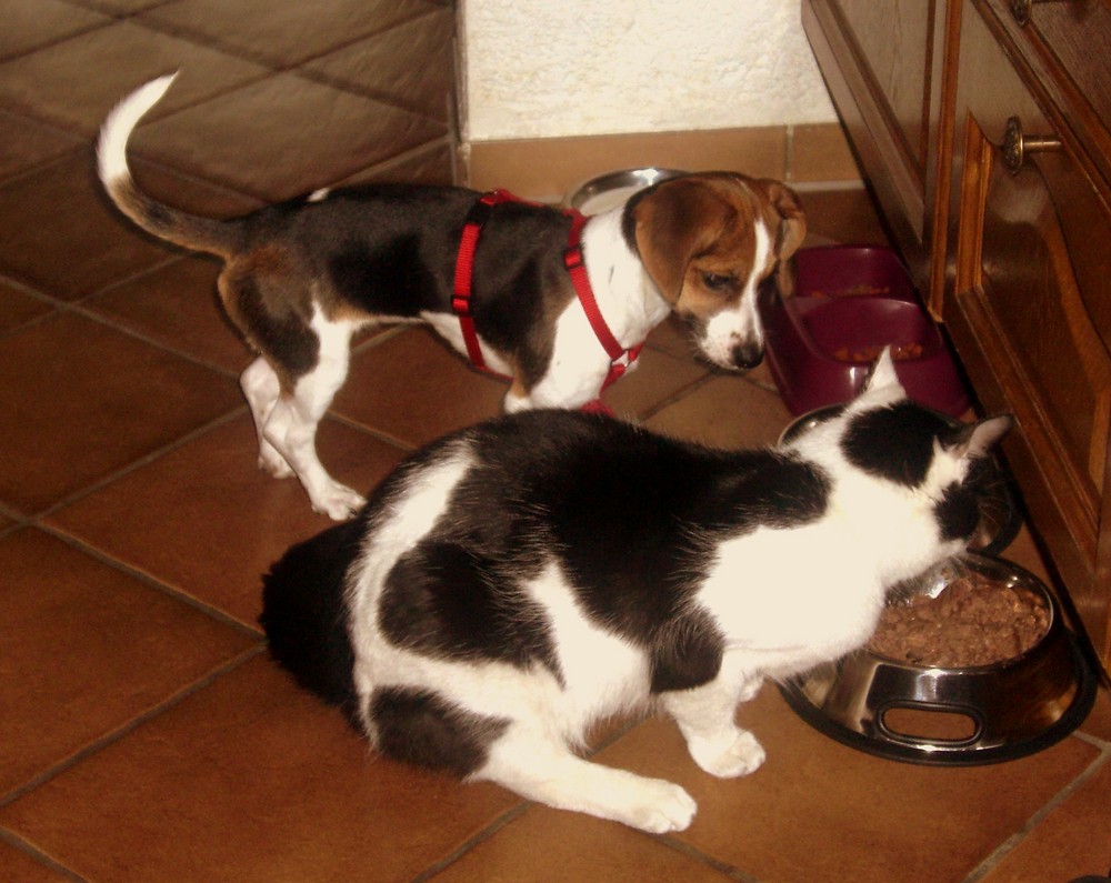 hund und katze