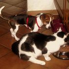 hund und katze