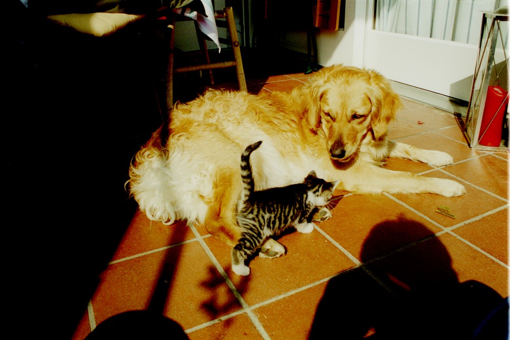 Hund und Katze