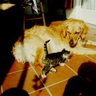 Hund und Katze