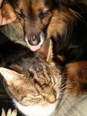 Hund und Katze