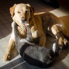 Hund und Katze