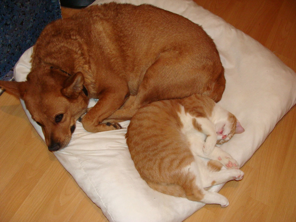 Hund und Katze