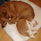 Hund und Katze