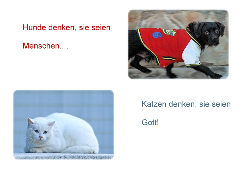 Hund und Katze