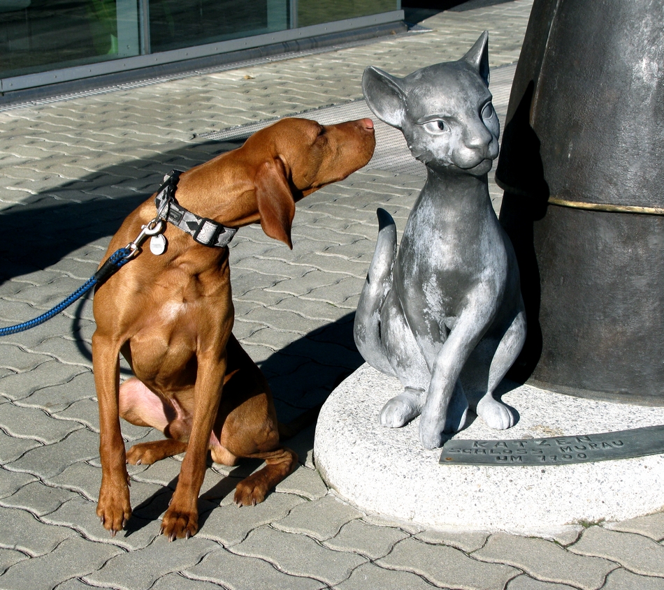 Hund und Katze