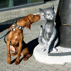 Hund und Katze