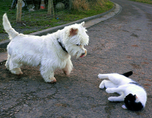 Hund und Katze