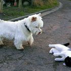 Hund und Katze